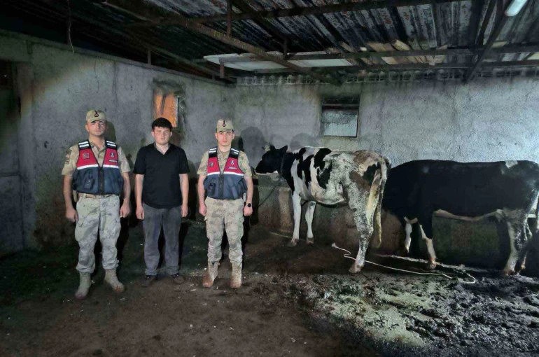 Kayıp büyükbaş hayvanlar jandarma ekiplerince bulundu 