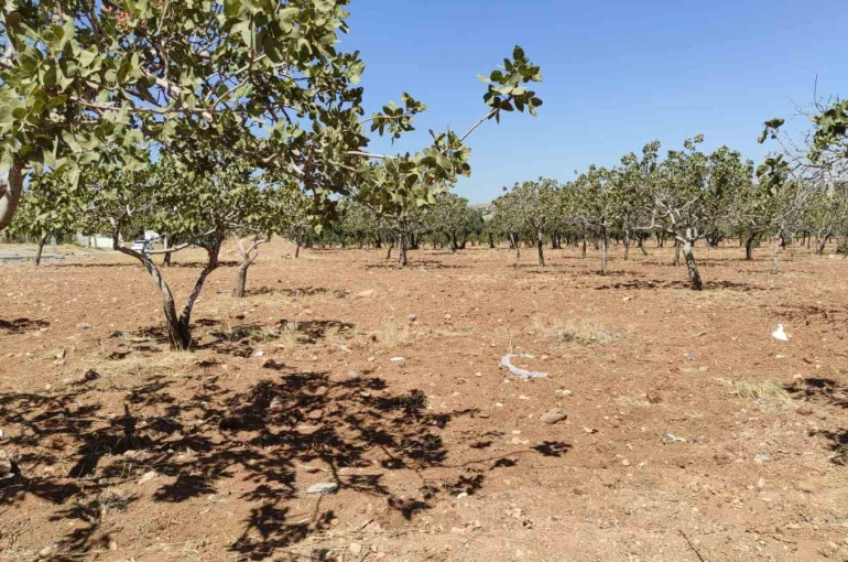 Kayıp kadın bahçede ölü bulundu