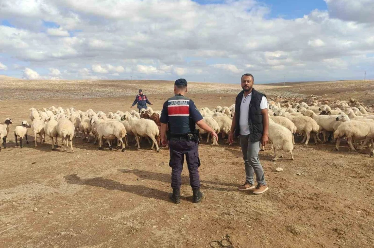 Kayıp küçükbaş hayvanları jandarma buldu 