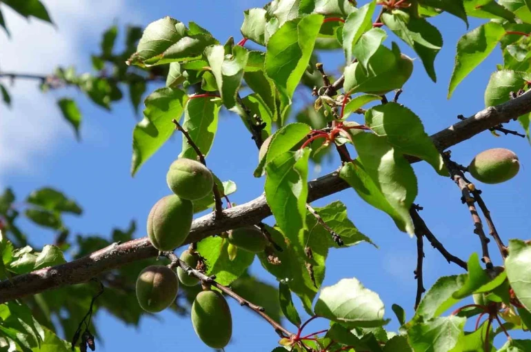 Kayısıda çağla dönemi 