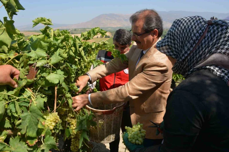 Kaymakam Güldoğan bağa girip üzüm kesti 