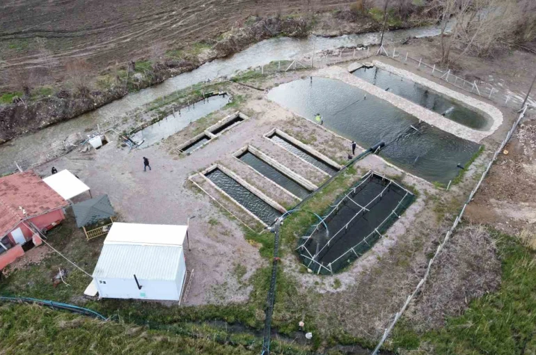 Kaynak suyunda yetişiyor, vatandaş taze taze alıp gidiyor 