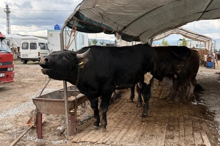Kayseri’de 53 bin 284 adet kurban kesildi 