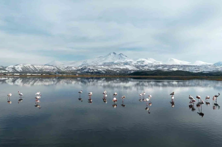 Kayseri’nin ilk flamingo kafilesi geldi 