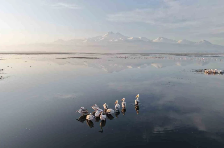 Kayseri’nin ilk pelikanları geldi