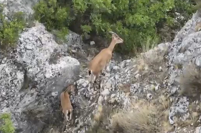 Kazankaya Kanyonu’nda yaban keçileri ve yavruları dronla görüntülendi
