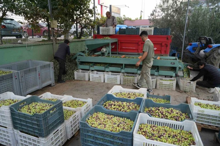 Kazdağları’nda tescilli yeşil çizik zeytin için elek mesaisi başladı 