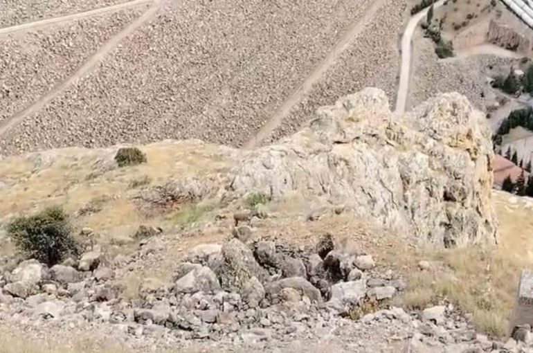 Keban’da dağ keçileri sürü halinde görüldü 