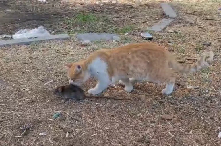 Kedi ile farenin dostluğu şaşırttı 