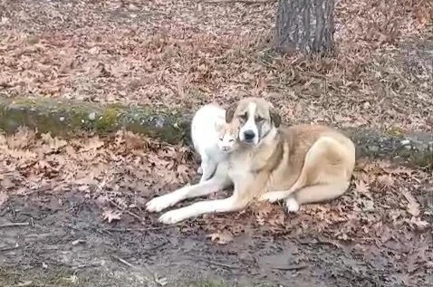 Kedi ve köpeğin dostluğu yüzleri güldürdü