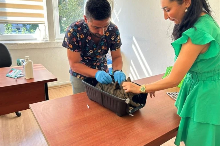 Kedi ve köpeklerin kimliklendirilmesi için son tarih 31 Aralık 