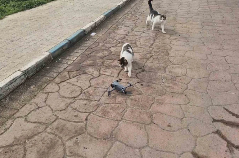 Kediler dronu fare sandı, ortaya renkli görüntüler çıktı 