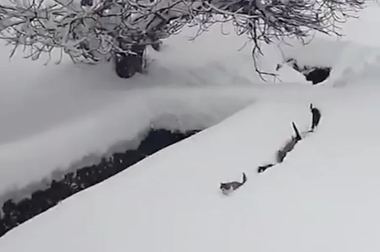 Kedilerin karda yürümeye çalıştığı anlar renkli görüntüler oluşturdu 
