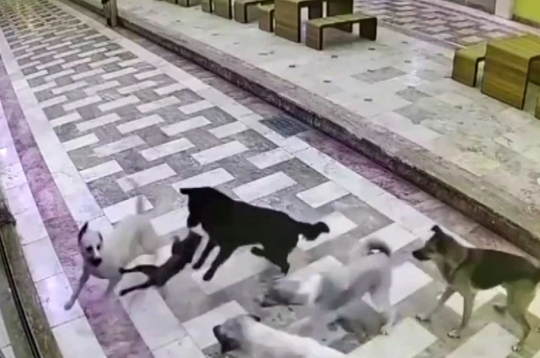 Kedinin tek başına 6 köpekle mücadele ettiği anlar kameraya yansıdı