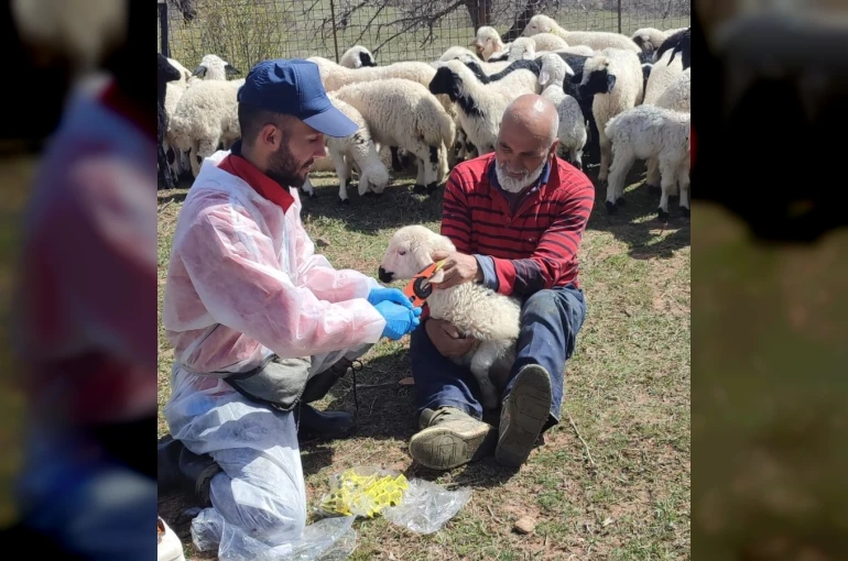 Kemah’ta küçükbaş hayvanlar aşılanarak küpeleniyor 