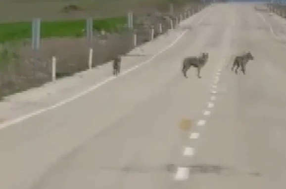 Kemah’ta kurt sürüsü cep telefonu kamerasına yansıdı 