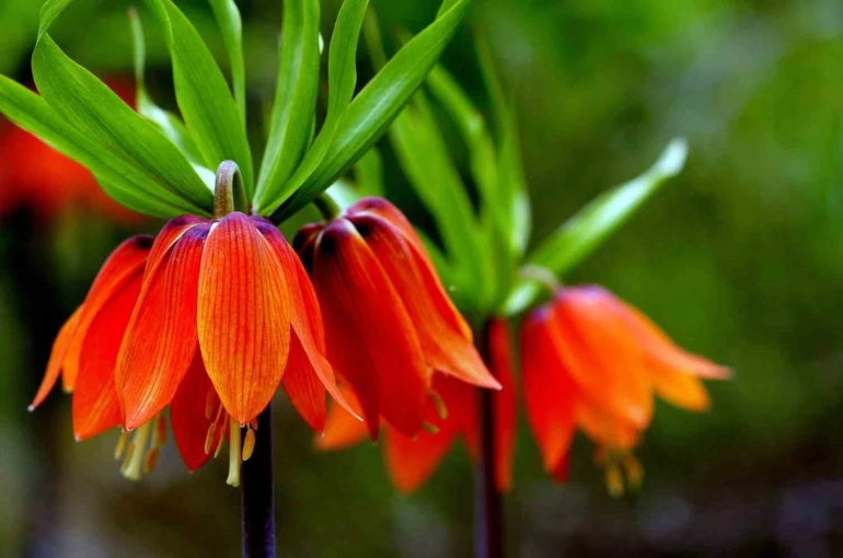 Kemaliye dağlarında ters laleler açtı 