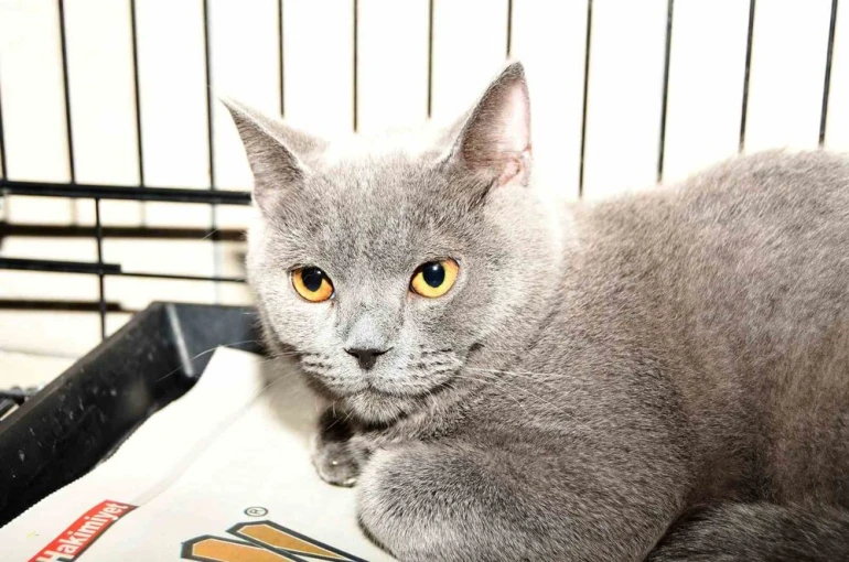 Kemer’de 27 köpek ve 122 kedi kısırlaştırıldı