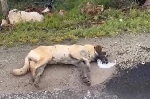 Kemerhisar’daki zehirlenme iddiaları üzerine valilik harekete geçti 