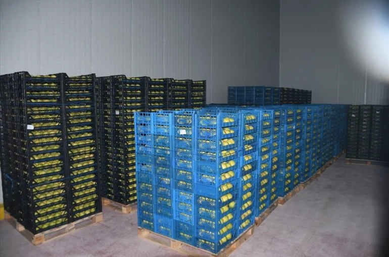 Kestel’e 400 milyon liralık dev meyve tesisi kuruluyor