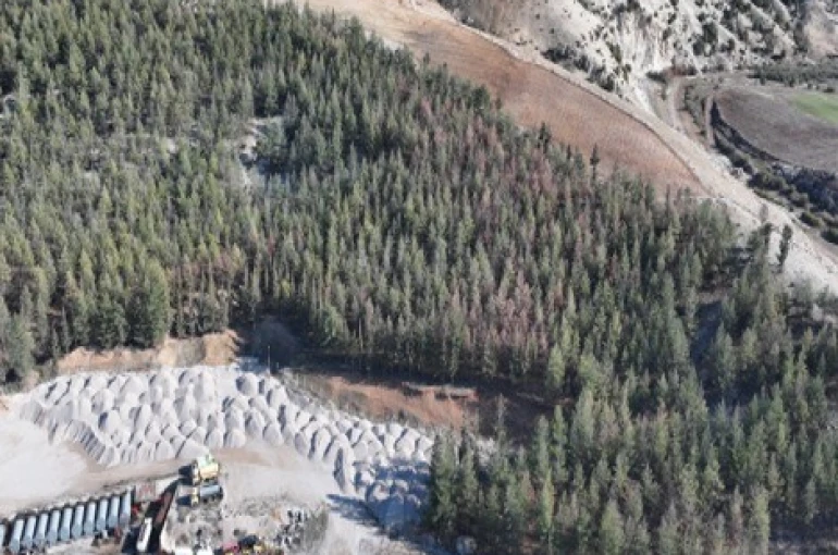 Kilis’te Akdeniz çam kabuk böceğine karşı biyoteknik mücadele