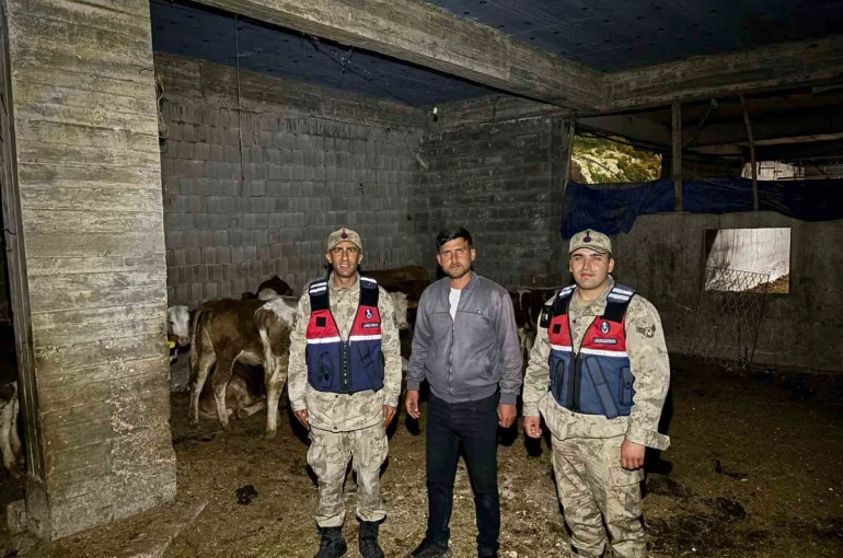 Kilis’te kaybolan 13 büyükbaş hayvan jandarma tarafından bulundu 