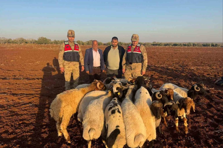 Kilis’te kaybolan 19 küçükbaş hayvan jandarma tarafından bulundu 