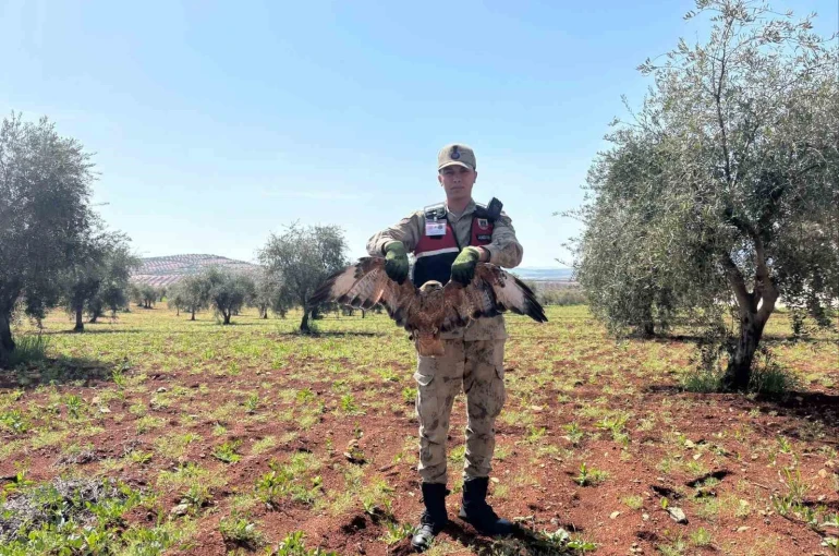 Kilis’te yaralı kızıl şahin bulundu 