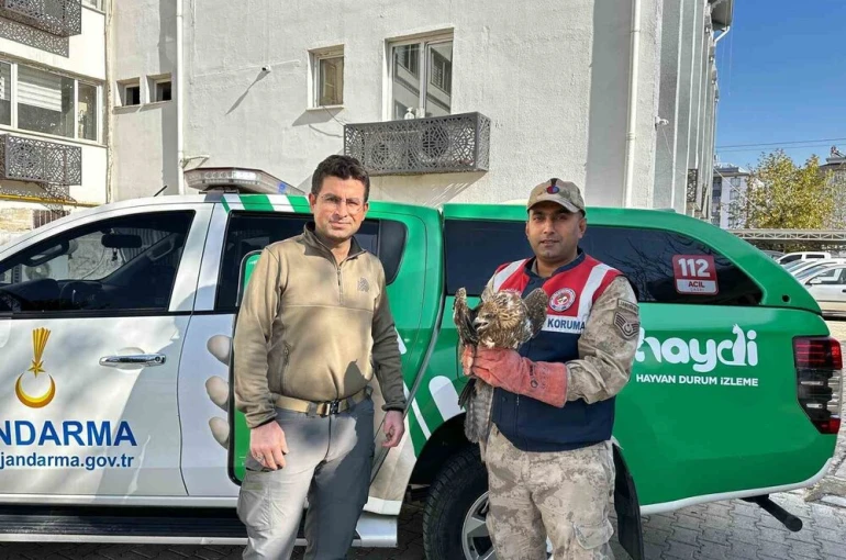 Kilis’te yaralı kızıl şahin koruma altına alındı 