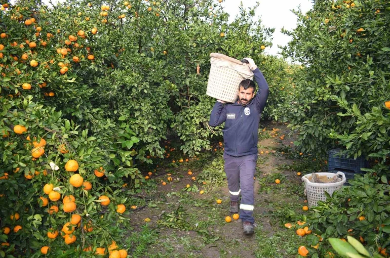 Kilogram fiyatı 2 TL’ye düşünce dalda çürümeye bırakılmıştı, 320 ton ürün vatandaşlara ücretsiz dağıtıldı