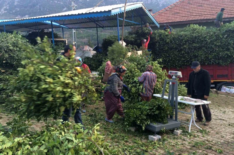 Kilogramı 25 liradan satılan defne yaprağı bir köyün geçim kanağı oldu 