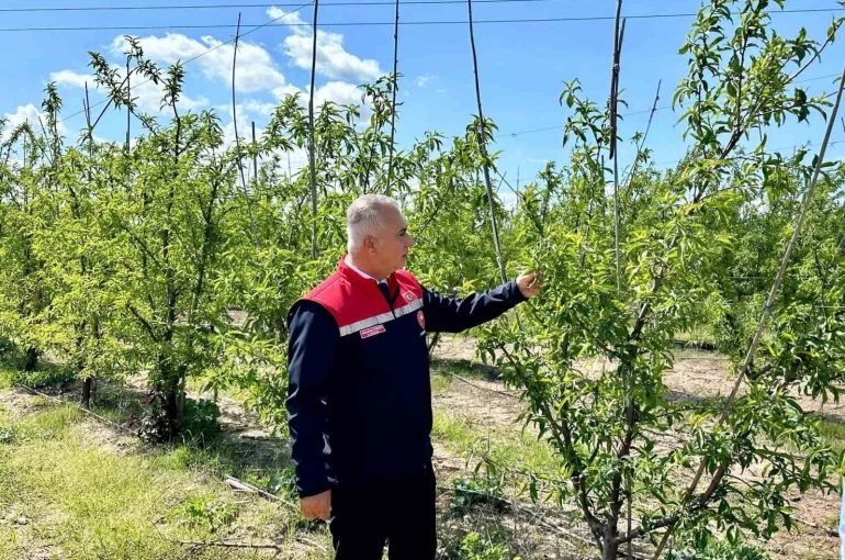 Kırıkhan’da şeftali bahçeleri incelendi 