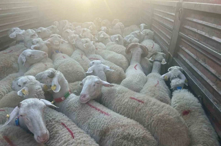 Kırklareli’nde 57 kaçak hayvan yakalandı