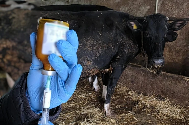 Kırklareli’nde büyükbaş hayvanlara şap aşısı