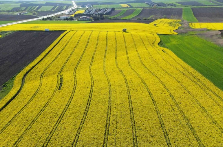 Kırklareli’nde kanola tarlaları sarıya büründü 