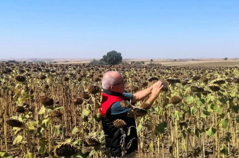 Kırklareli’nde TAKE projesiyle ekimi yapılan ayçiçekleri kontrol edildi 