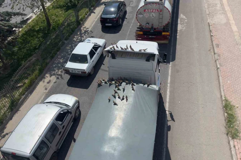 Kırmızı ışıkla birlikte kumruların ziyafeti başlıyor 