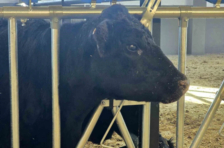 Kırsalda Bereket Hayvancılığa Destek Projesi, 2028 yılına kadar sürecek 