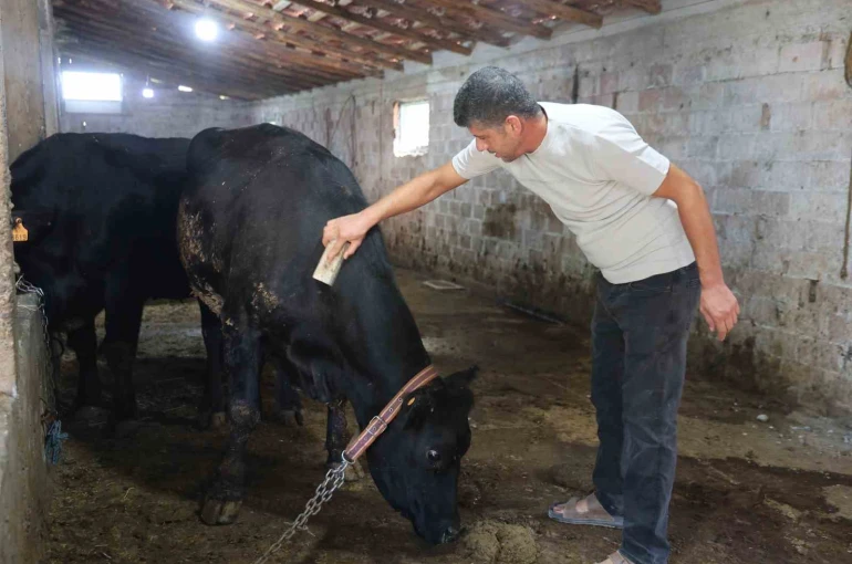 ‘ Kırsalda Bereket Hayvancılığa Destek’ projesi ilk meyvesini verdi 