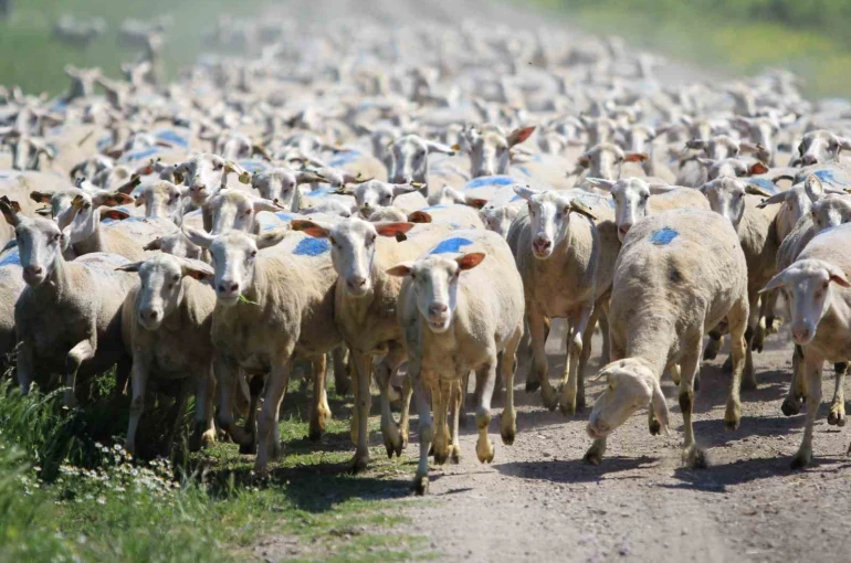 "Kırsalda Bereket Küçükbaşa Destek Projesi"nde son gün uyarısı 