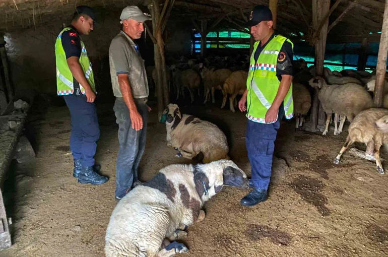 Kırşehir’de kayıp küçükbaş hayvanlar bulundu