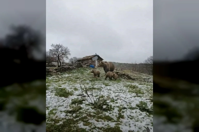 Kış uykusundan uyanan anne ayı yavruları ile yaylaya indi 