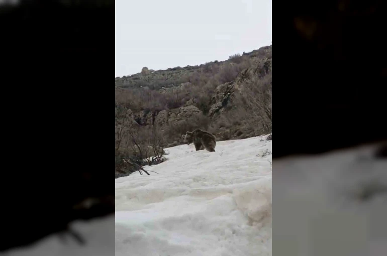 Kış uykusundan uyanan ayı yerleşim yerine indi