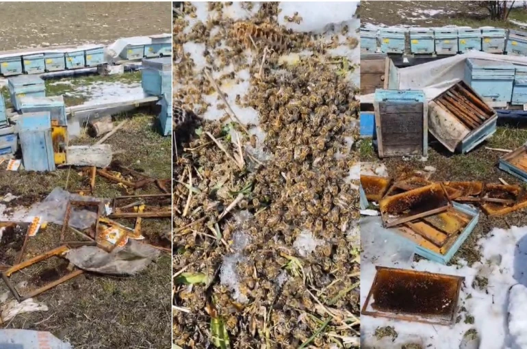 Kış uykusundan uyanan ayılar arılı kovanlara saldırdı 