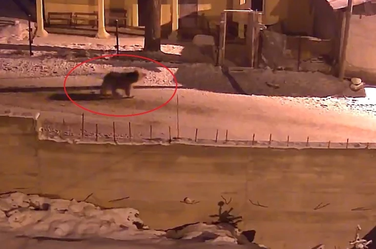 Kış uykusundan uyanan ayılar Bayburt’un köylerinde yiyecek aradı 