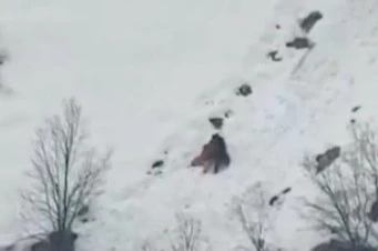 Kış uykusundan uyanan ayıların kar keyfi 