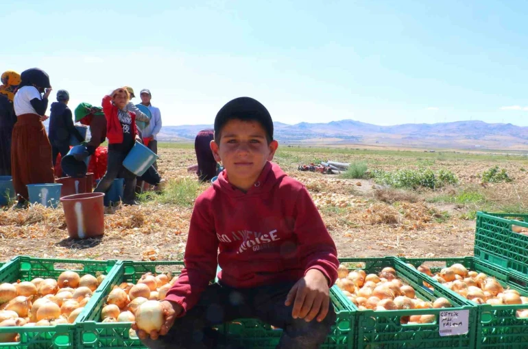 Kışlık soğanın ilk hasadı başladı 