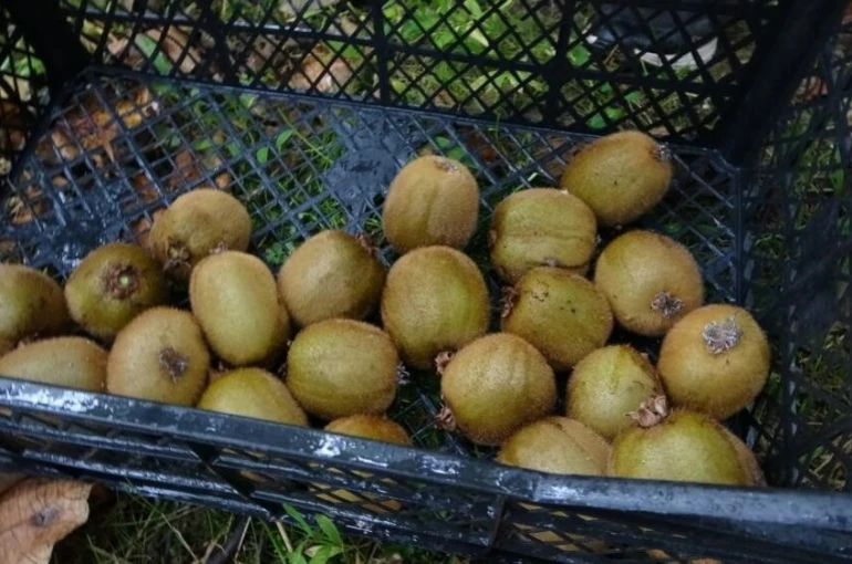 Kivi üreticileri İran kivisinden rahatsız