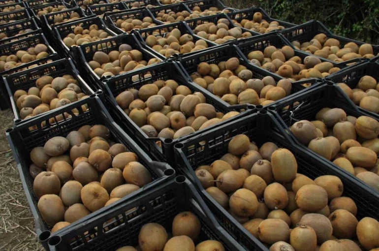 Kivide 13 bin 800 ton hasat 