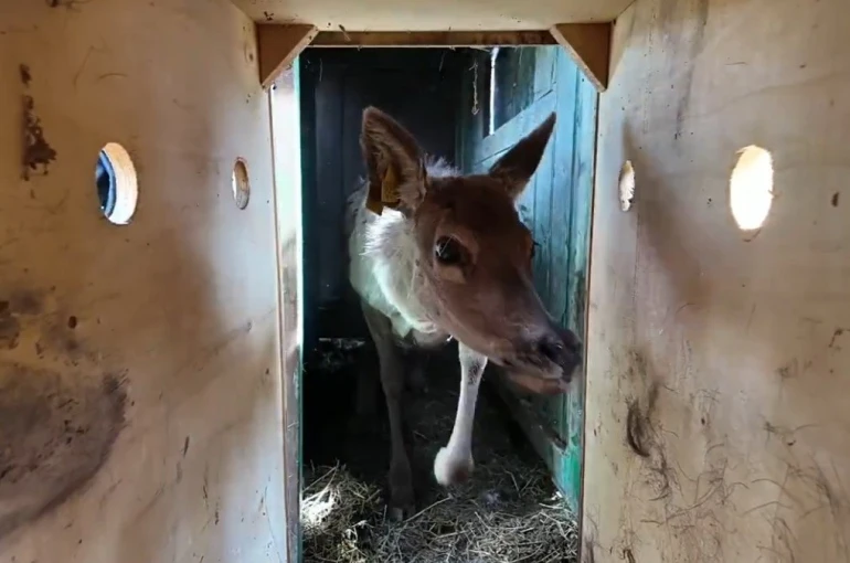 Kızıl geyikler doğayla buluşmaya devam ediyor 